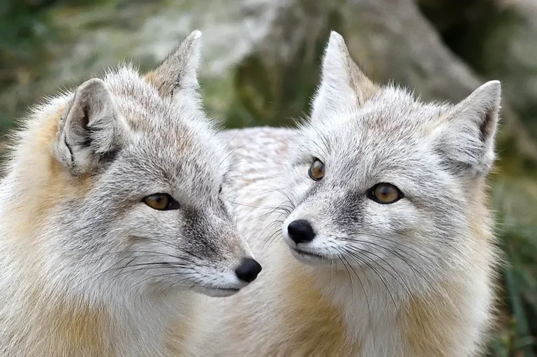 Majestic Fox Species Around the Globe: A Comprehensive Guide